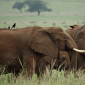 10 Days Uganda Wildlife Safari
