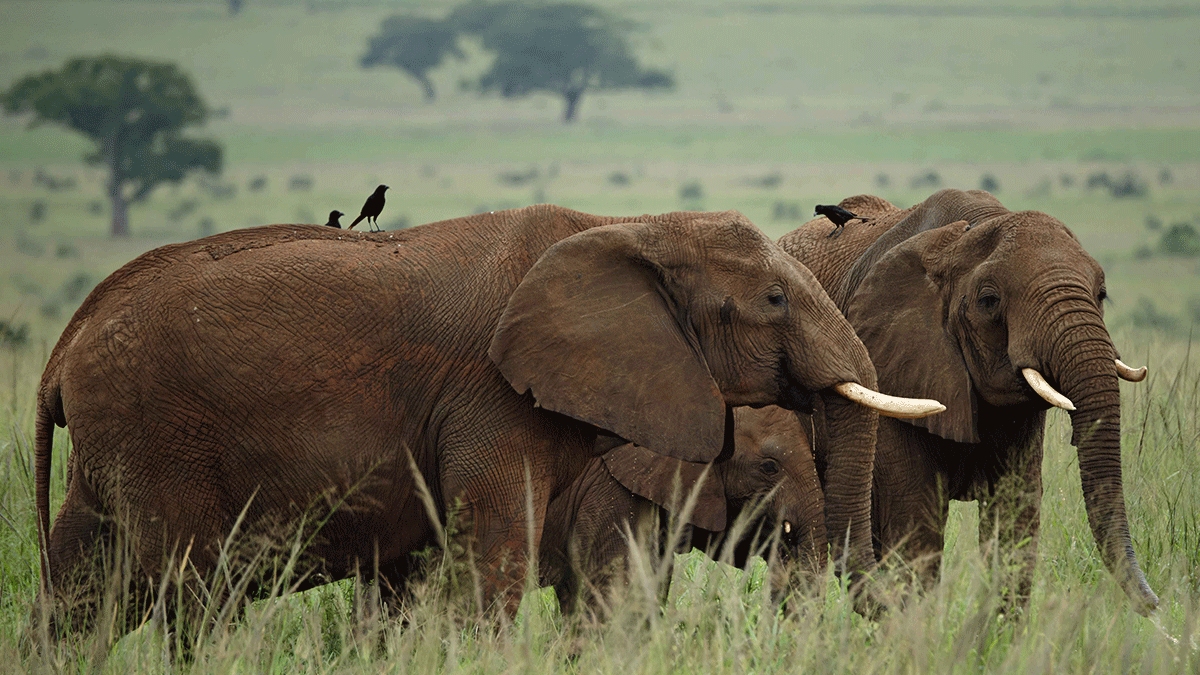 10 Days Uganda Wildlife Safari