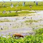 12 Days Argentina Wetlands Landscapes Wildlife