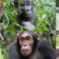 8 Days Uganda Gorillas Chimps Monkey Adventure