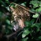 A Nature Lovers Paradise Wildlife In Tanzania