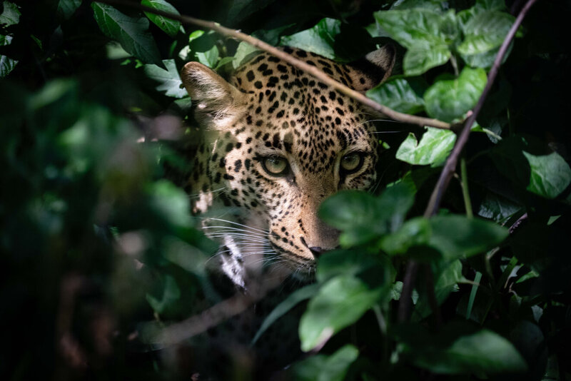 A Nature Lovers Paradise Wildlife In Tanzania