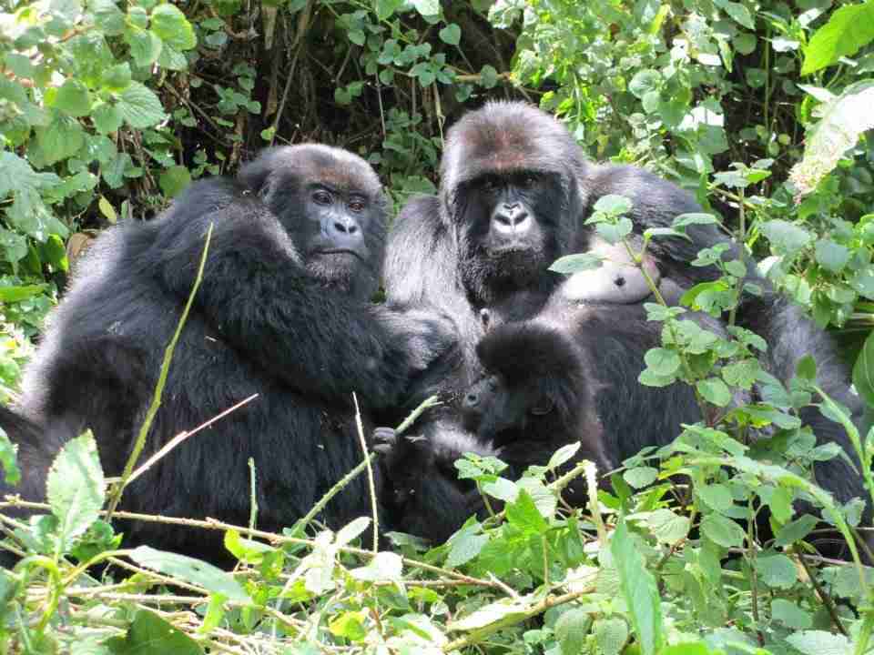 Best Of Rwanda Discovery Gorillas Safari 11 Days