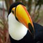Brazil Animals And Wildlife