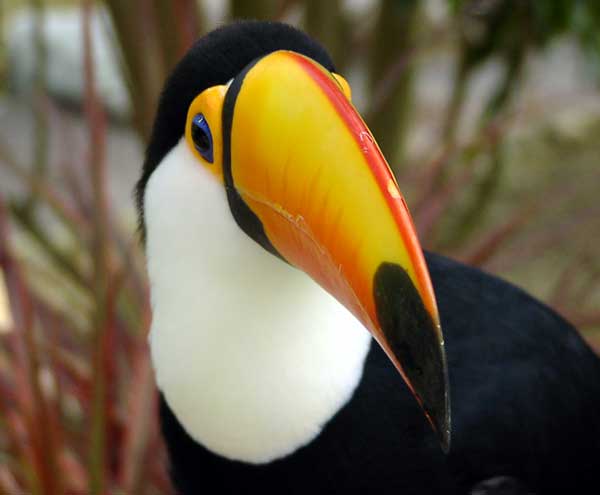 Brazil Animals And Wildlife