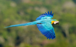 Brazilian Nature And Wildlife