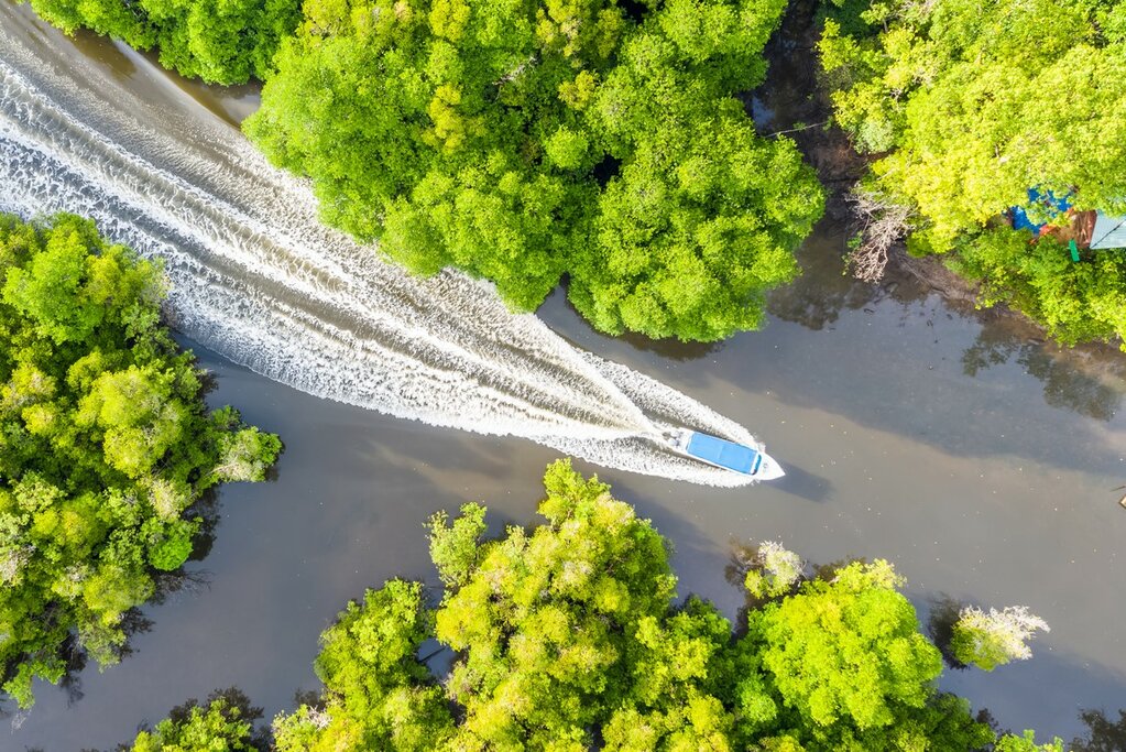 Malaysia Wildlife Kinabatangan River