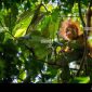 Orang Utan Natur Kultur Auf Sumatra