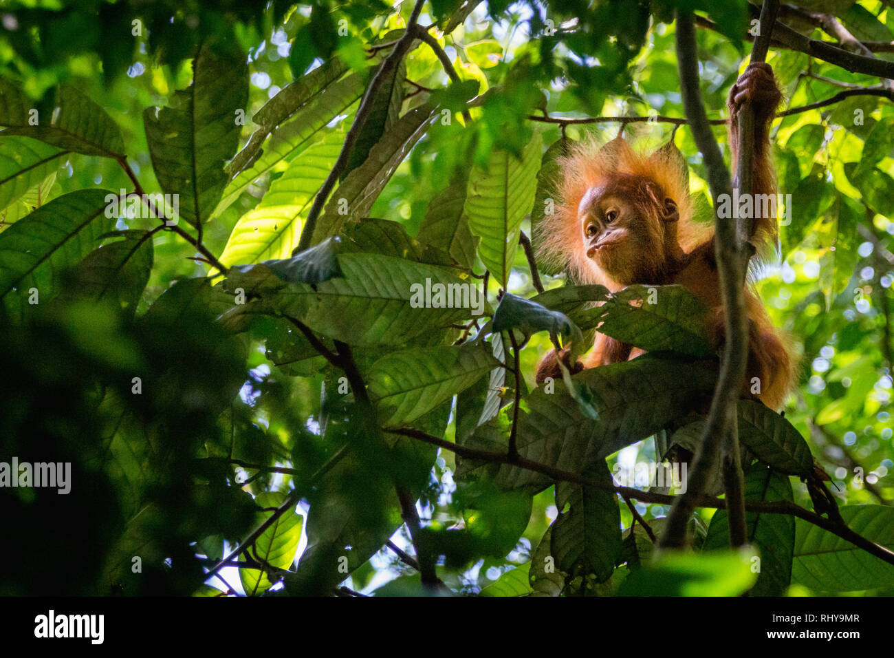 Orang Utan Natur Kultur Auf Sumatra