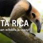 The Wonders Of Costa Rica S Wildlife