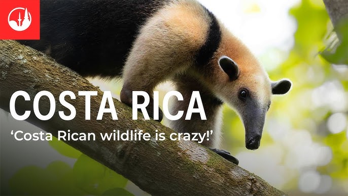 The Wonders Of Costa Rica S Wildlife