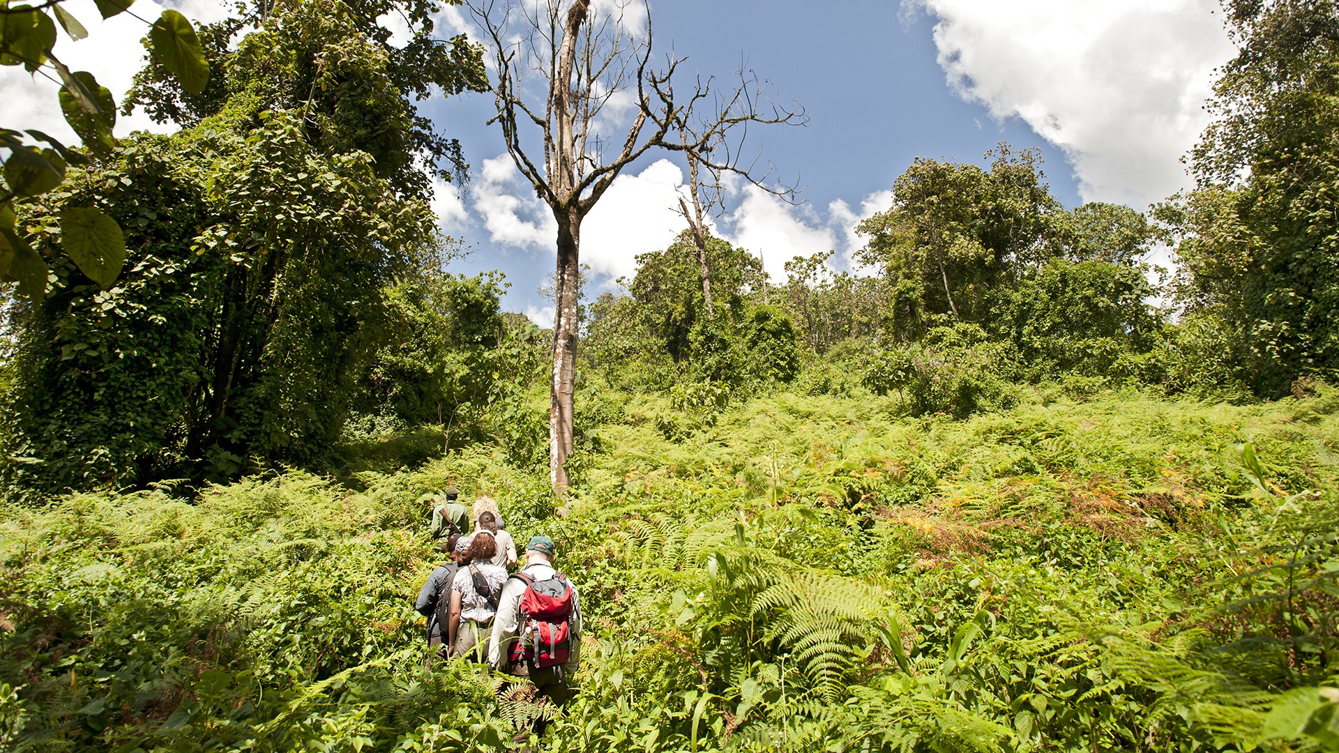Trekking With Gorillas In Rwanda And Other Nature Adventures 2