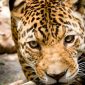 Where To Spot Jaguars