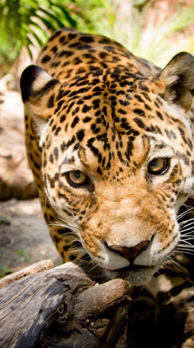 Where To Spot Jaguars