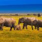Why You Should Go To Kenya