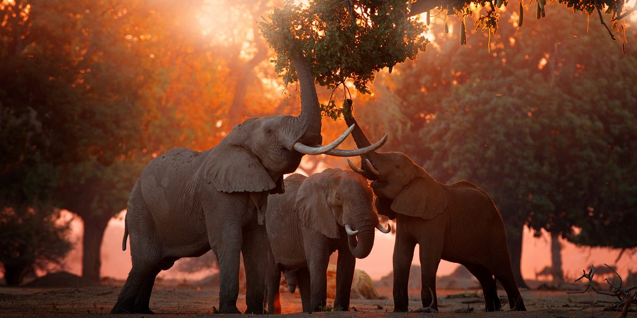 Zimbabwes National Parks The Best To Visit For A Wildlife Rich Safari